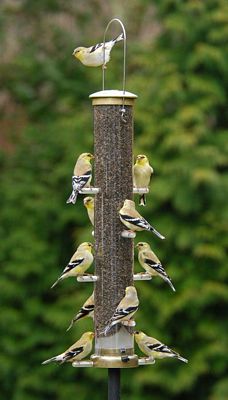 Thistle Tube Large Antique Brass