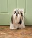 Freedom Plastic Pet Door - Small