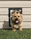 Wall Entry Pet Door - Small