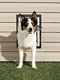 Wall Entry Pet Door - Medium
