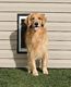 Wall Entry Pet Door - Large