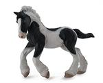 Piebald draft horse, heavy breed pinto paint young horse, cantering