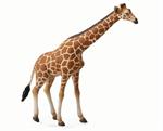 The Reticulated Giraffe is the most common in zoos around the world. Their heart weighs about 25 pounds. They have four chambers to the stomach, and valves that turn off the flow of blood to their necks when they bend down.